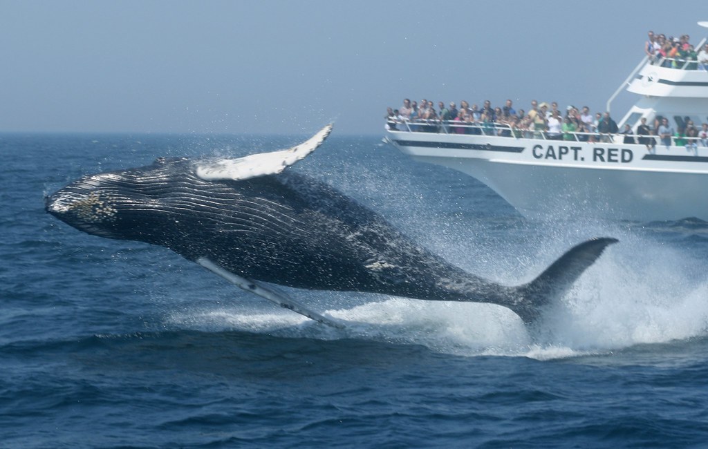 Kaikōura Whale Watching Day Tour from Christchurch