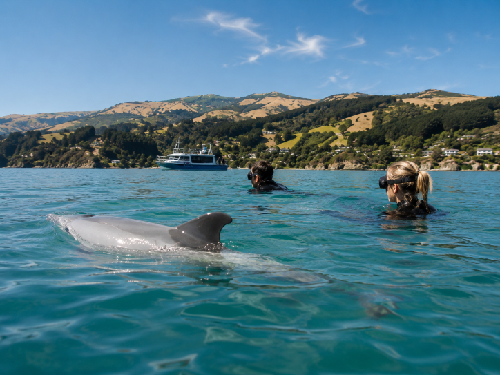 Akaroa Day Tour from Christchurch with Hector's Dolphin Swim