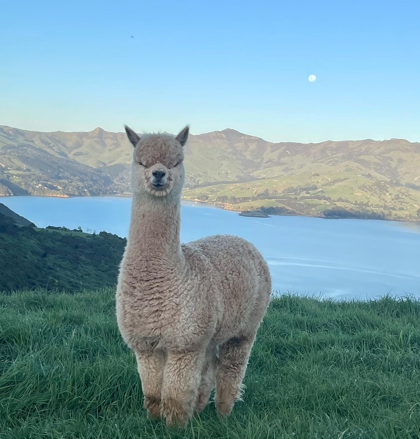 Akaroa Alpaca Farm Tour from Christchurch | Scenic Banks Peninsula Day Trip
