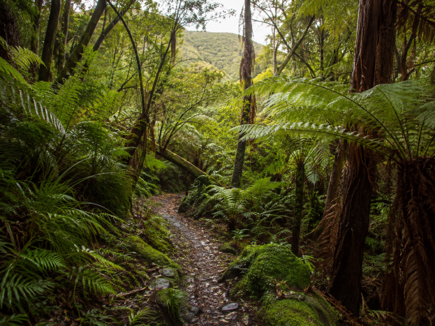 Hinewai Reserve & Akaroa Day Tour from Christchurch | BAJ
